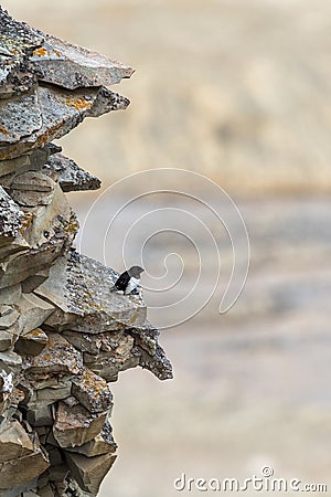 Little auk, Alle alle, one bird sitting at the breeding site on a cliff high above Longyearbyen. Spitsbergen, Svalbard Stock Photo