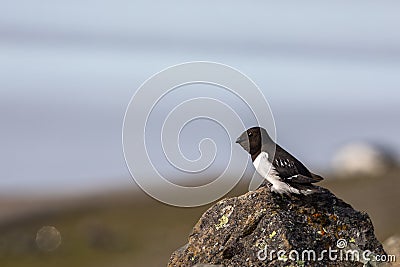 Little auk, Alle alle, sitting on a rock in Spitsbergen, Svalbard, Norway Stock Photo