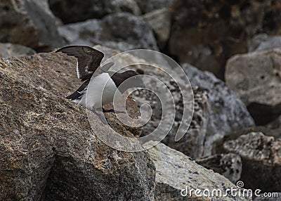 Little Auk departing the colony at Fuglesongen, NW Spitsbergen Stock Photo