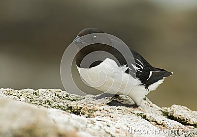 Little Auk, Kleine Alk, Alle alle Stock Photo