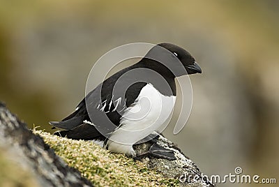 Little Auk, Kleine Alk, Alle alle Stock Photo