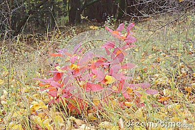 Little Autumn Bush with Red Leaves in Wild entirely Stock Photo
