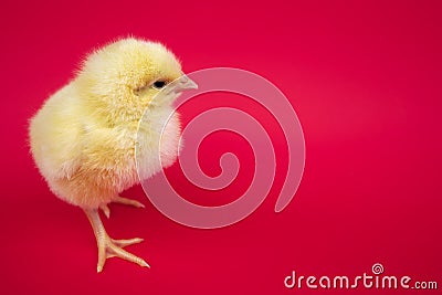 Little baby bird hen chick chicken on red background farm studio one cute feather Stock Photo