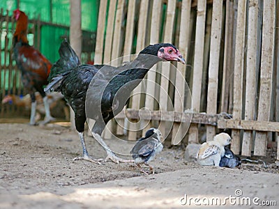 Little baby chicks being protected and taken care by their staying-close mother in a chicken coop Stock Photo