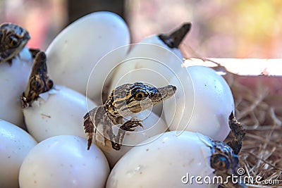 Little baby crocodiles Stock Photo