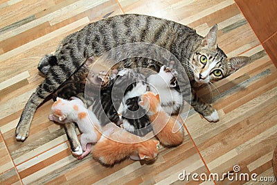 little baby cute kitten breastfeed mom cat wood background. Stock Photo