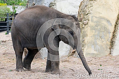 Little baby elepant in Amsterdam Artis Zoo, the Netherlands Editorial Stock Photo