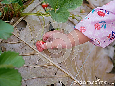 Little baby girl`s hand collecting a ripe fresh strawberry from the farm - children with fruit picking activity Stock Photo