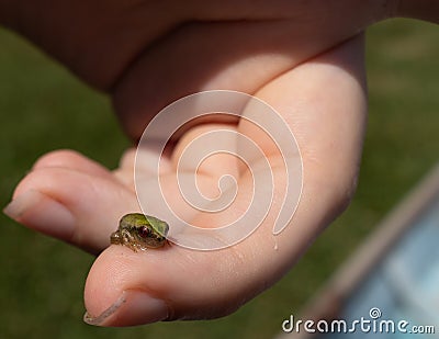 Little baby green treefrog being held Stock Photo