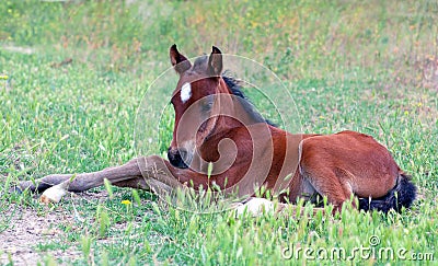 Little baby horse Stock Photo