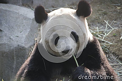 Little Baby Panda Cubin Chengdu Panda Breeding Center, China Stock Photo