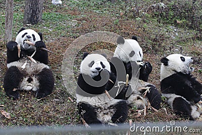 Little Baby Panda Cubs in Wolong Panda Breeding Center, China Stock Photo