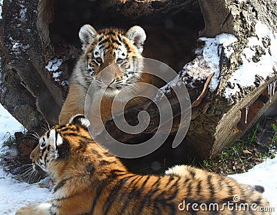 Little baby tiger brother Stock Photo