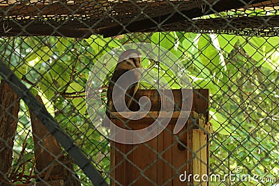 A little barn owl in the zoo. Beautiful sleeping bird Stock Photo