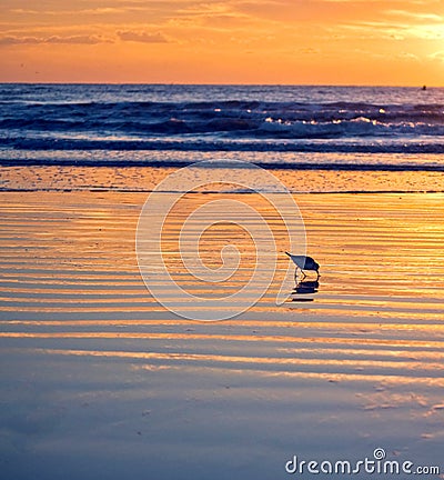 Florida Beach Bird Sunrise Stock Photo