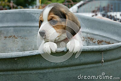 A little Beagle puppy looking arround Stock Photo