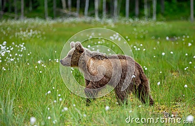 Little bear in the forest in its habitat. Stock Photo