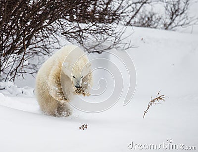 Little Bear plays with a branch in the tundra. Canada. Stock Photo