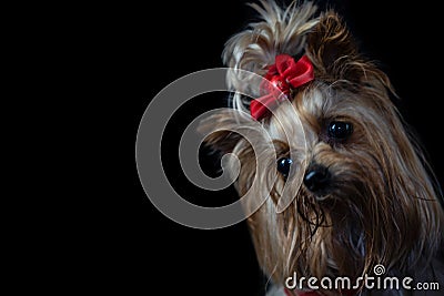 Little beautiful dog on a black background Stock Photo