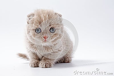 Little beautiful funny kittens on a white background Stock Photo