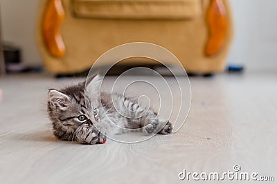 Little beautiful kitten holds paws toy. The gray striped kitten lies on the white floor Stock Photo