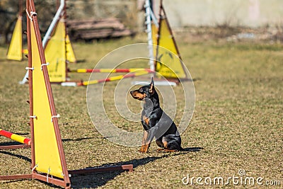 Beautiful obedient Pincher Pinscher sitting on the grass Stock Photo