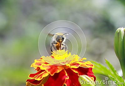 Little bee collects nectar for honey with a bright orange flower Stock Photo