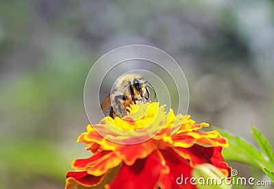 Little bee collects nectar for honey with a bright orange flower Stock Photo