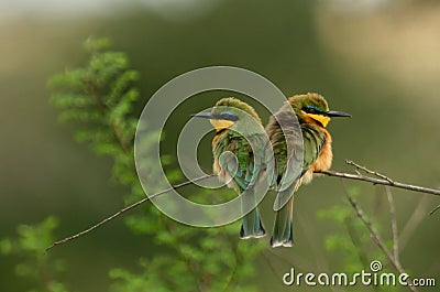 Little bee-eater Stock Photo