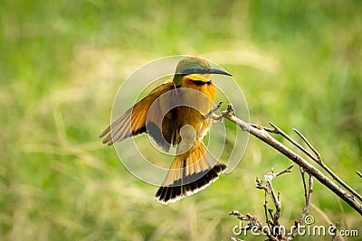 Little bee-eater spreads wings landing on branch Stock Photo