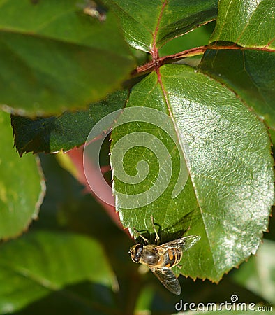 A little bee on the green leave. Stock Photo