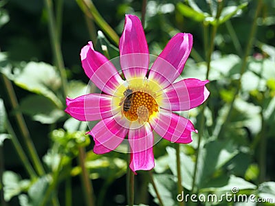 Little bee on a Single blooming pink and white Dahlia with green leafs background Stock Photo