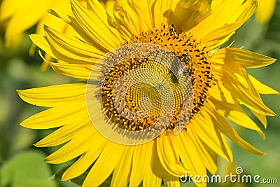 The little bee is sucking sweet water from the blossoming sunflower.Thailand. Stock Photo