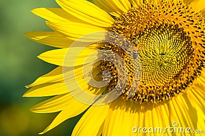 The little bee is sucking sweet water from the blossoming sunflower.Thailand. Stock Photo