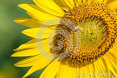 The little bee is sucking sweet water from the blossoming sunflower.Thailand. Stock Photo