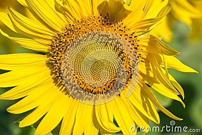 The little bee is sucking sweet water from the blossoming sunflower.Thailand. Stock Photo