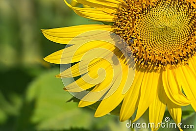 The little bee is sucking sweet water from the blossoming sunflower.Thailand. Stock Photo