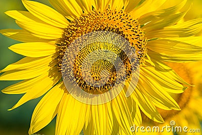 The little bee is sucking sweet water from the blossoming sunflower.Thailand. Stock Photo