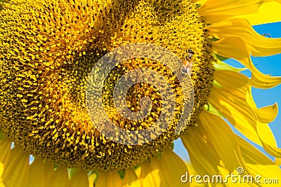 The little bee is sucking sweet water from the blossoming sunflower.Thailand. Stock Photo