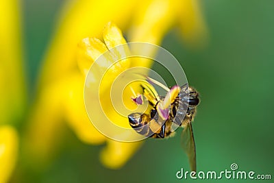 Little bee on yellow flower Stock Photo