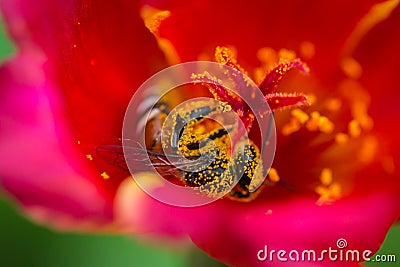 Little bees find nectar in pollen Stock Photo