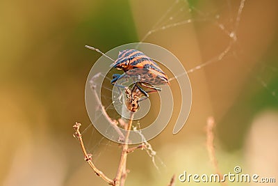 Striped beetle climbed on dry grass with web - closeup Stock Photo