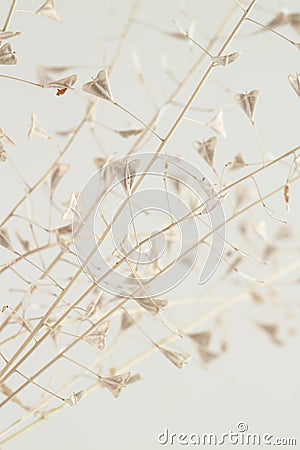 Little beige flower dry lady`s-purse buds bouquet for romantic macro nature light wallpaper or invitation Stock Photo