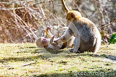 Little Berber monkeys fight together Stock Photo