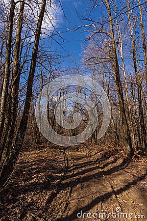 A little big forest in vald`arda Stock Photo