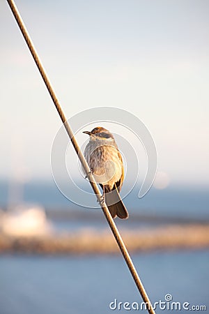 Little Bird Stock Photo