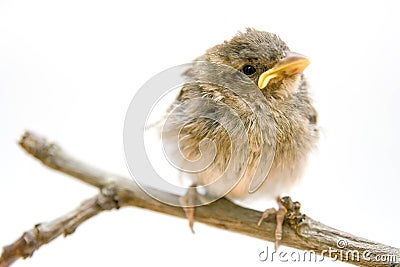 Little bird Stock Photo