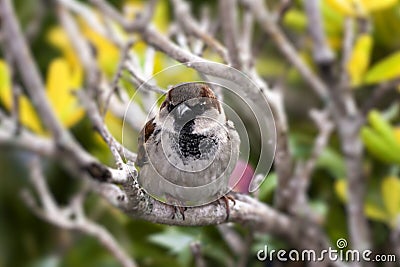 Little Bird on a Branch Stock Photo