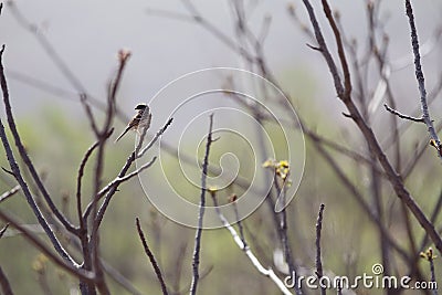 Little bird on the branch Stock Photo