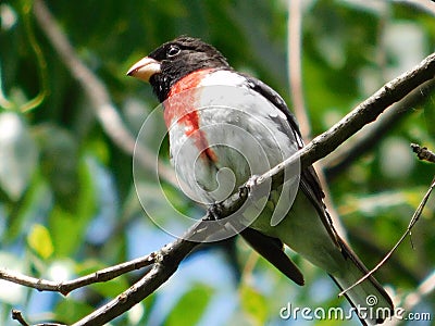 Little bird on a branch Stock Photo